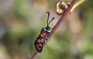 Z. algira leucopoda (Anti-Atlas occidental) 