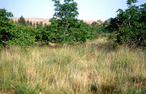 Autre biotope en verger, Midelt, Haut Atlas oriental