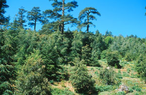 Habitat en prairie sylvatique, Itzer, Moyen Atlas méridional