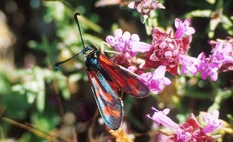 Z. thevestis  thaumasta (Rif oriental) 