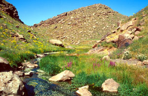 Habitat ripicole dans le Djebel Oukaïmeden, Haut Atlas central