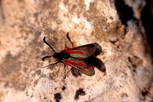 Z. favonia borreyi (Pays Zaër-Zaïane)