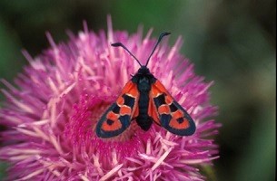 Z. algira kebirica (Moyen Atlas central) 