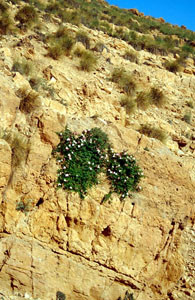 Capparis spinosa, planta-hôte, Tamayoust, Moyen Atlas central