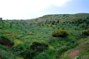Biotope du Nord (E. crameri rifensis) ( Maaziz, Plateau central) 