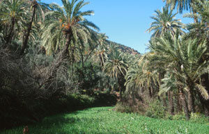 Biotope en oasis, Pays des Ida-Outanane, Haut Atlas occidental