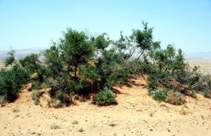 Niche écologique en steppe désertique, Goulmima, Tafilalet