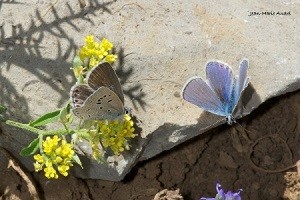 P. martini regularis, femelle et mâle, Djebel Lakraa, Rif occidental, ©Jean-Marie André