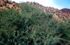 Acacia gummifera, l'un des Acacias-hôtes