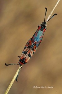 Z. thevestis  rungsi x Z. elodia kalypso (Rif occidental) 