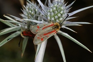 Z. aurata toubkalensis (Haut Atlas central) 