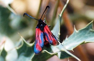 Z. favonia cadillaci (Moyen Atlas central)