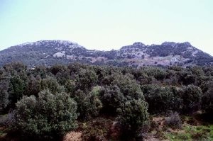 Chênaie verte au Djebel Tazzeka, Moyen Atlas septentrional