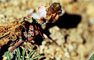Z. orana oberthueri (Anti-Atlas oriental) 