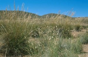 Stipa tenacissima, plante-hôte dans le Moyen Atlas