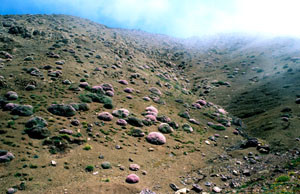 Biotope, Tizi-n-Tichka, Haut Atlas central