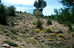 Biotope, Telouet, Haut Atlas central