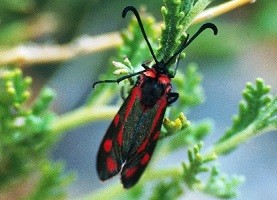 Z. loyselis fracticingulata (Haut Atlas central)