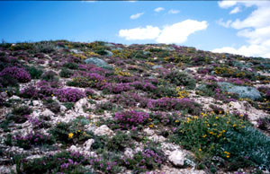 Espace nectarifère, Tzi-n-Tretten, Moyen Atlas central