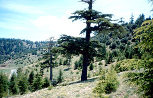 Habitat de la ssp. weissi, Col du Zad, Moyen Atlas central
