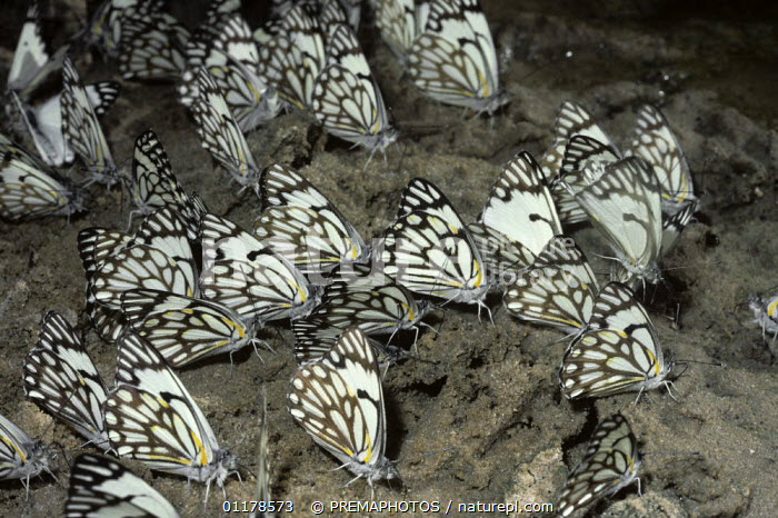 Belenois aurota aurota : une espèce éminemment grégaire ! Afrique du Sud © Nature pictures Library  