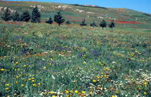 Biotope, Plateau d'Ito, Moyen Atlas central