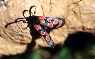 Z. maroccana maroccana (Anti-Atlas occidental) 
