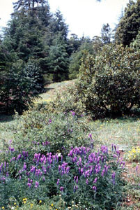 Biotope du Nord, Djebel Tarharhat, sur Vicia tenuifolia