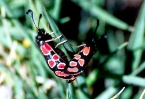 Z. orana oberthueri (Anti-Atlas oriental)  