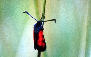 Z. trifolii mideltica (Haut Atlas oriental) 