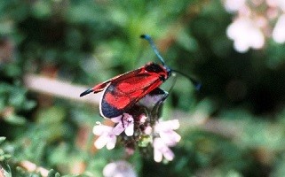 Z. loyselis marmarea (Moyen Atlas central)