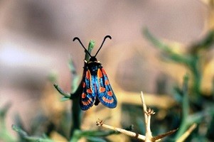 Z. johannae berabera (Haut Atlas oriental)