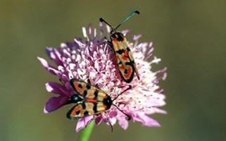 Z. elodia kalypso (Rif occidental)