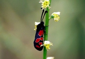 Z. maroccana harterti (Moyen Atlas central) 