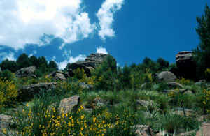 Aspect du biotope, Adrar Tizerag, Haut Atlas central