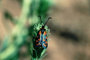 Z. johannae berabera (Haut Atlas oriental)