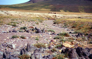 Espace de vol à ssp. harterti, Taliouine, Anti-Atlas nord-oriental