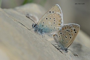 P. martini regularis, in copula, Djebel Lakraa, Rif occidental, ©Jean-Marie André