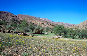 Biotope du Sud (E. melanochloros), Tizi-n-Tarakatine, Anti-Atlas sud-occidental)  