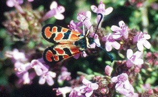Z. beatrix ouzlii (Rif oriental)