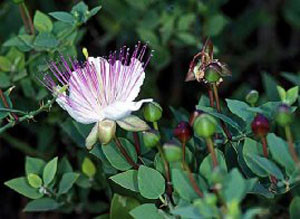Capparis spinosa, inflorescence, Haut Atlas oriental