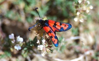 Z. beatrix metaxys (Haut Atlas oriental)