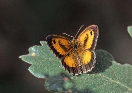 P. tithonus distincta, mâle, Ketama, Rif central, juillet 1999 