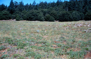 Biotope-type, Ifrane, Moyen Atlas central