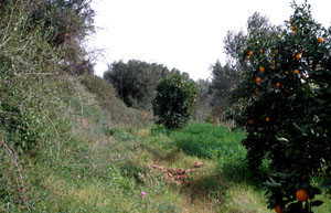 Niche en verger, Taroudannt, Vallée du Souss