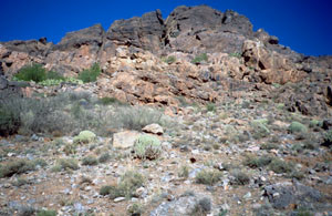 Biotope en falaise, Tizi-M'lil, Anti-Atlas sud-occidental