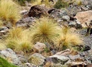 Stipa nitens, plante-hôte dans le Haut Atlas