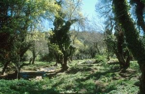 Autre aspect du biotope à Ifrane