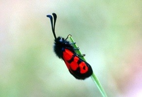 Z. alluaudi alluaudi (Moyen Atlas central) 