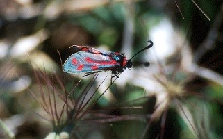 Z. loyselis francisi (Rif oriental)